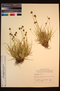 Carex athrostachya image